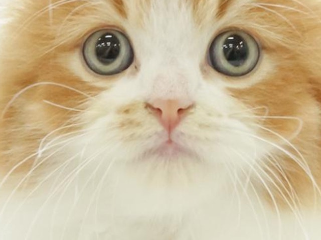 鳥取県のスコティッシュフォールド (ペッツワンFC鳥取店/2023年9月2日生まれ/男の子/レッドホワイト)の子猫